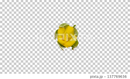 Yellow rosebud, macro photography, transparent background PNG. Yellow rosebud, macro photography, transparent background PNG. 137769636