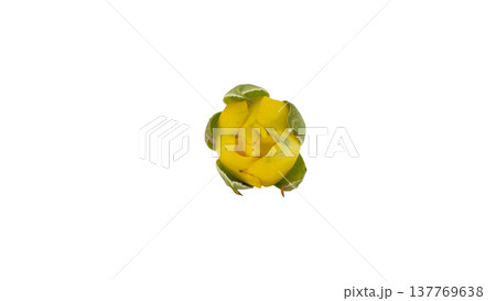黄色い薔薇の蕾 マクロ撮影 背景透過PNG 137769638