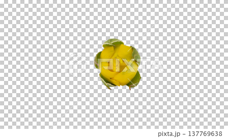 黄色い薔薇の蕾 マクロ撮影 背景透過PNG 137769638