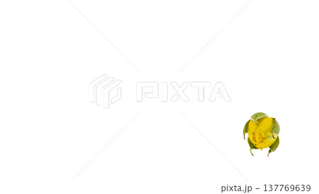 黄色い薔薇の蕾 マクロ撮影 背景透過PNG 137769639