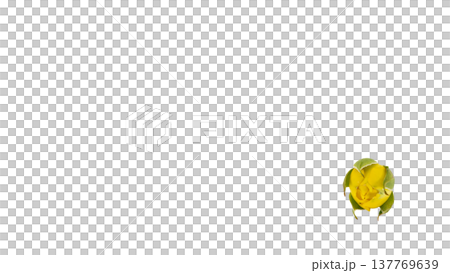 黄色い薔薇の蕾 マクロ撮影 背景透過PNG 137769639