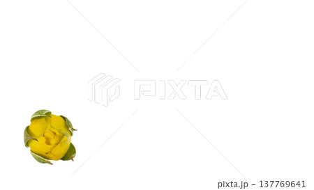 黄色い薔薇の蕾 マクロ撮影 背景透過PNG 137769641