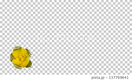 黄色い薔薇の蕾 マクロ撮影 背景透過PNG 137769641