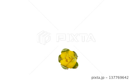 黄色い薔薇の蕾 マクロ撮影 背景透過PNG 137769642