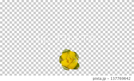 黄色い薔薇の蕾 マクロ撮影 背景透過PNG 137769642