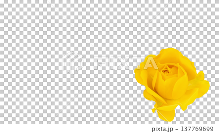 Close-up of a yellow rose, transparent background, floral image, macro. 137769699