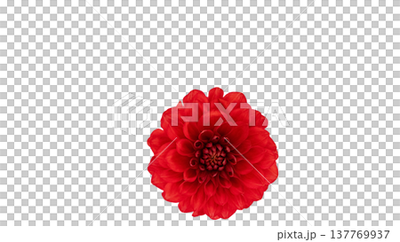 鮮やかな赤いダリアの花 マクロ 背景透過 137769937