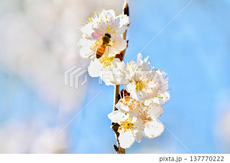ヒガンザクラの蜜を吸うミツバチ2 ヒガンザクラの蜜を吸うミツバチ2 137770222