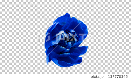 藍色康乃馨，透明背景，微距攝影 137770346