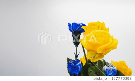青いカーネーションと黄色の薔薇 白背景 コピースペース 137770398
