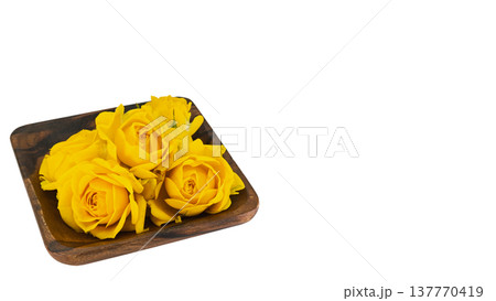 黄色の薔薇 マクロ 背景透過 黄色の薔薇 マクロ 背景透過 137770419