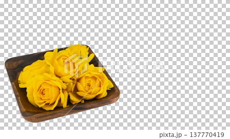 黄色の薔薇 マクロ 背景透過 黄色の薔薇 マクロ 背景透過 137770419