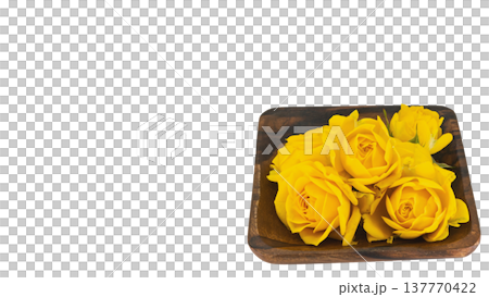 黄色の薔薇 マクロ 背景透過 137770422