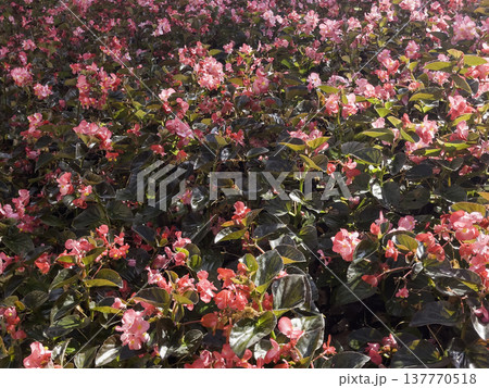 Green area relax outdoors garden with plants Green area relax outdoors garden with plants 137770518