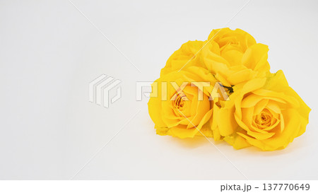 黄色いバラの花 三輪 マクロ撮影 白背景 フラワー素材 137770649
