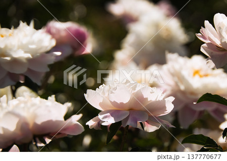 初夏の陽で輝く白色のシャクヤクの花 137770677
