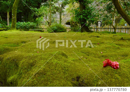 椿の花びら2輪･苔の庭（仙巌園／鹿児島県鹿児島市吉野） 137770780