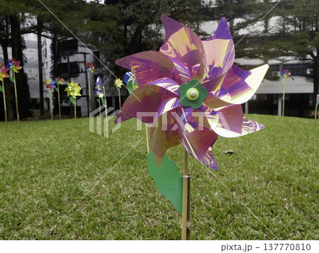 Natural flower landscaping in home garden Natural flower landscaping in home garden 137770810