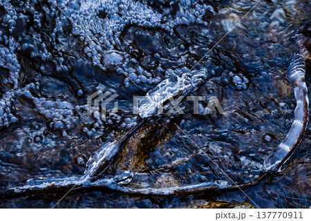泡沫と飛沫氷【長野県】 137770911