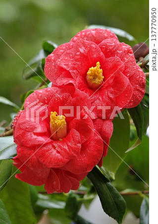 Two red camellia japonica flowers Two red camellia japonica flowers 137770950