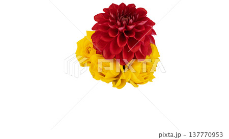 赤いダリアと黄色の薔薇のアレンジ 背景透過 マクロ撮影 赤いダリアと黄色の薔薇のアレンジ 背景透過 マクロ撮影 137770953