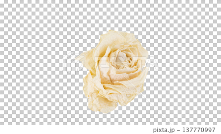Dried white roses, macro photography, transparent background PNG. 137770997