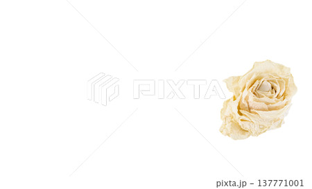 白薔薇のドライフラワー マクロ撮影 背景透過PNG 137771001