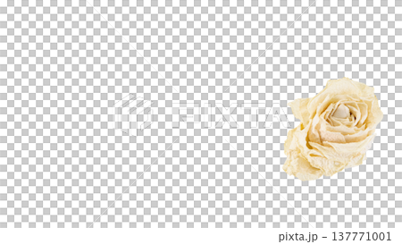 白薔薇のドライフラワー マクロ撮影 背景透過PNG 137771001