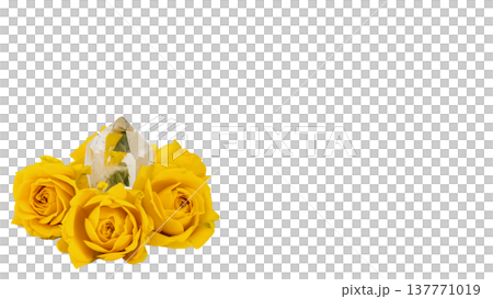 Yellow roses and crystals in harmony; transparent background. Yellow roses and crystals in harmony; transparent background. 137771019