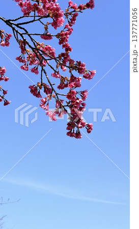 青空に映える河津桜 137771056
