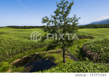 夏の草原 知床五湖 北海道 夏の草原 知床五湖 北海道 137771163