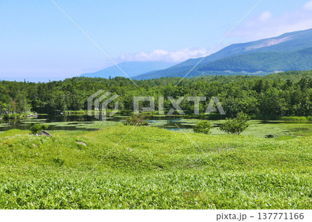夏の草原 知床五湖 北海道 夏の草原 知床五湖 北海道 137771166