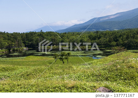 夏の草原 知床五湖 北海道 夏の草原 知床五湖 北海道 137771167