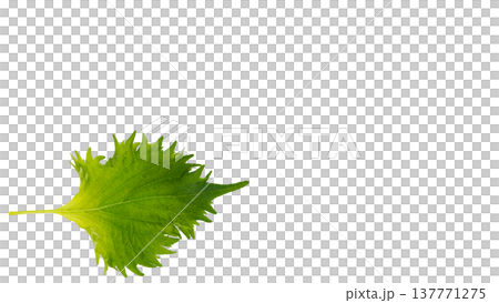 Large perilla leaf, transparent background, macro photography, cooking ingredient. 137771275