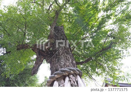 素盞雄神社の御神木（東京都荒川区） 137771575
