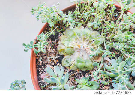 Succulent plant in pot showing signs of decay and disease 137771678