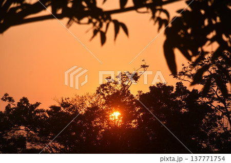 landscape of sun falling behind tree in sunset with orange twilight sky 137771754