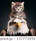 白頭鷲の頭に乗って遠くを一緒に眺めるこにゃんこ 137771830