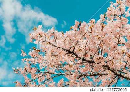青空と雲を背景に咲く満開の桜の花 春の自然風景 青空と雲を背景に咲く満開の桜の花 春の自然風景 137772695