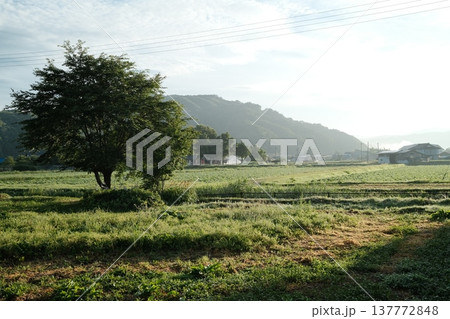 朝の光に照らされる大きな木と夏の田園風景 朝の光に照らされる大きな木と夏の田園風景 137772848