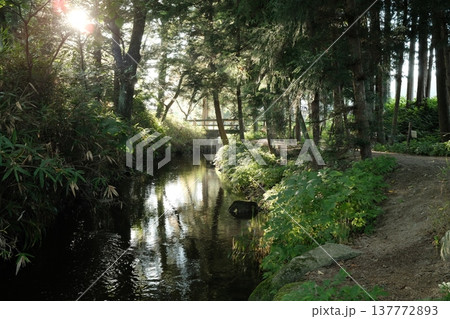 朝の光が差し込む森の小川と木漏れ日の散歩道 朝の光が差し込む森の小川と木漏れ日の散歩道 137772893