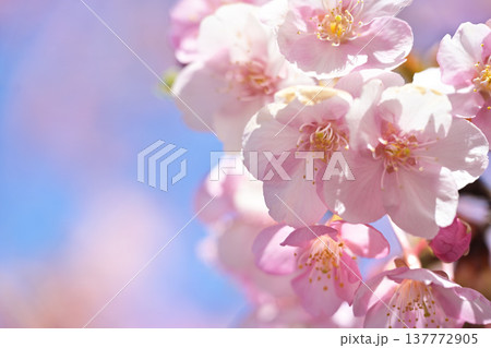 青空を背景にした河津桜 137772905