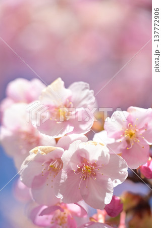 春の訪れを告げる河津桜 137772906