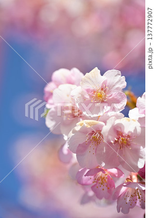青空を背景にした河津桜 137772907