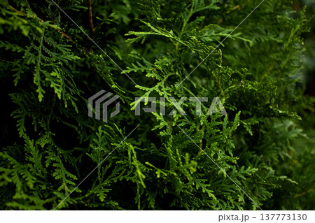 Cypress tree. Close-up of green conifers plant leaves in the forest Cypress tree. Close-up of green conifers plant leaves in the forest 137773130