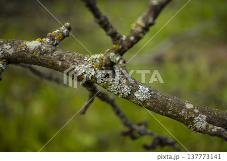 Fungi and lichens on a branch, garden old trees 137773141