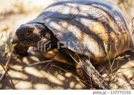 Land Turtle close up. Testudo horsfieldii, Mediterranean tortoise, sand turtle lies in the shade of a palm tree. Land Turtle close up. Testudo horsfieldii, Mediterranean tortoise, sand turtle lies in the shade of a palm tree. 137773158