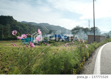 夏の山里を彩る道端のコスモスと農村風景 137773320