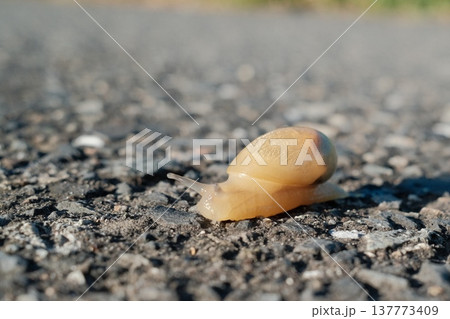 アスファルトを進む小さなカタツムリの赤ちゃん アスファルトを進む小さなカタツムリの赤ちゃん 137773409