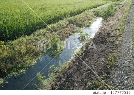 夏の田んぼ脇を流れる水路と光の反射 137773535